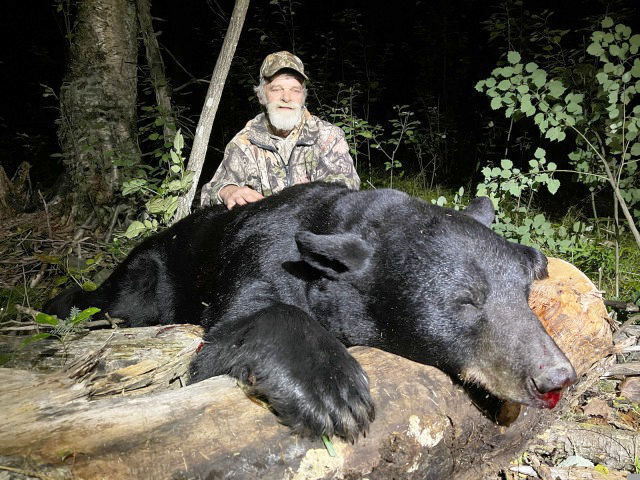 Massive bear